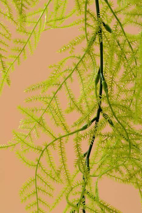 33" Asparagus Fern Hanging (Light Green)