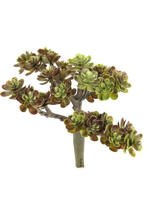 5" Sedum Pick Green/burgundy