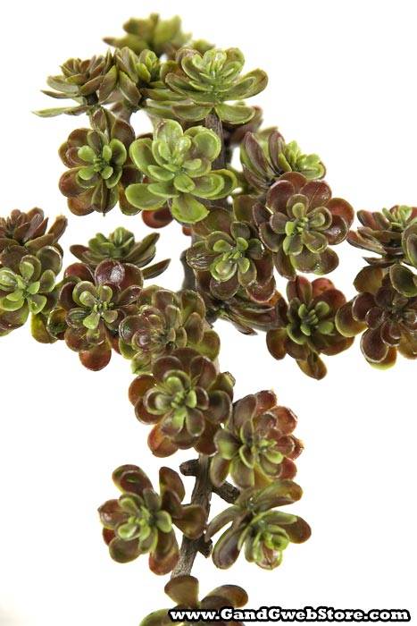 5" Sedum Pick Green/burgundy