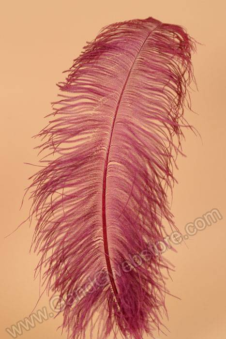 22" - 26" Ostrich Feather Wine Pkg/6