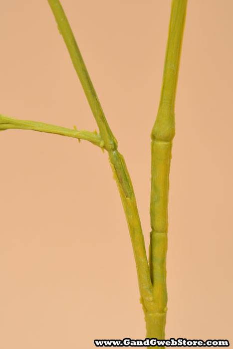 27" Bamboo Branch Green