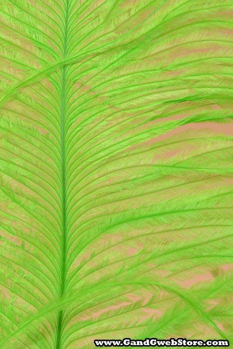 12" - 14" Ostrich Feather Lime Pkg/12