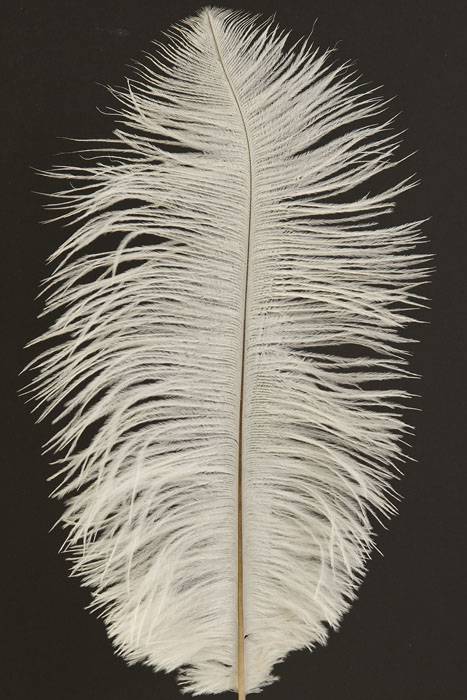 12&quot;-14&quot; Ostrich Feather Natural White Pkg/12