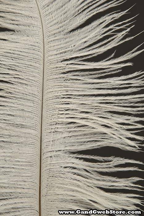 12&quot;-14&quot; Ostrich Feather Natural White Pkg/12
