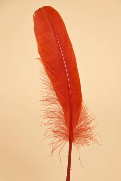 6&quot;- 8&quot; Goose Feather Red Pkg/50