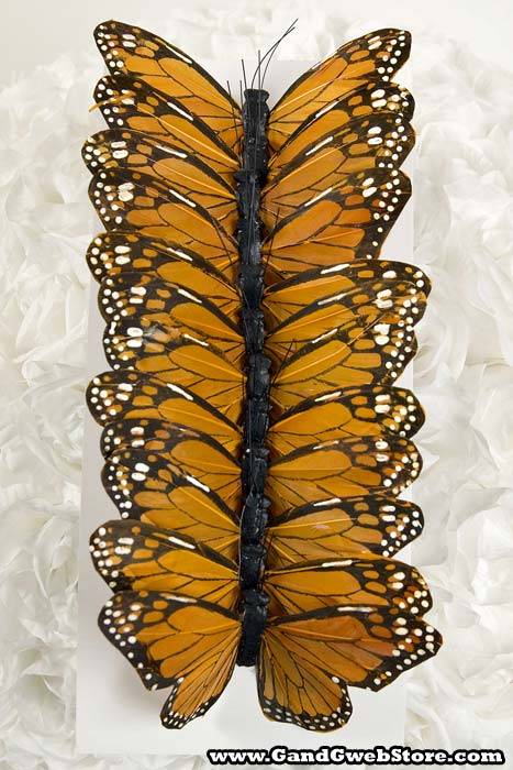 5" Monarch Pkg/12