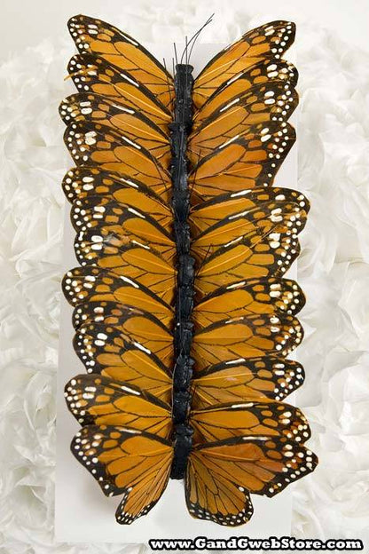 5" Monarch Pkg/12