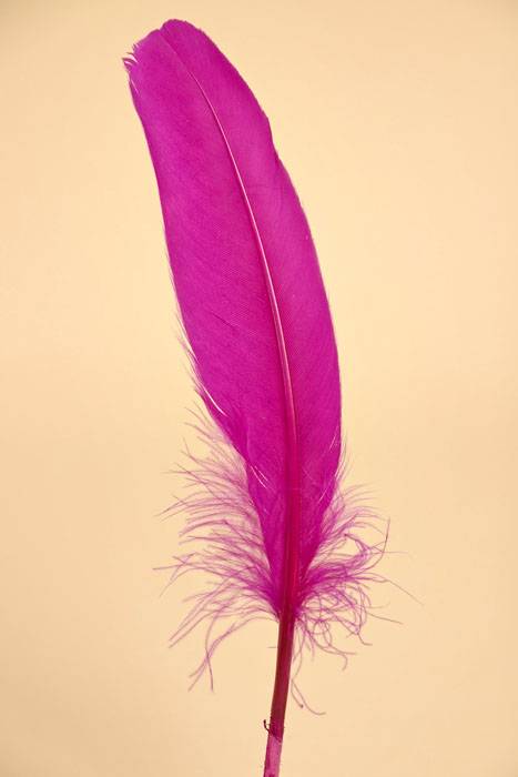 6&quot; - 8&quot; Goose Feather Fuchsia Pkg/50