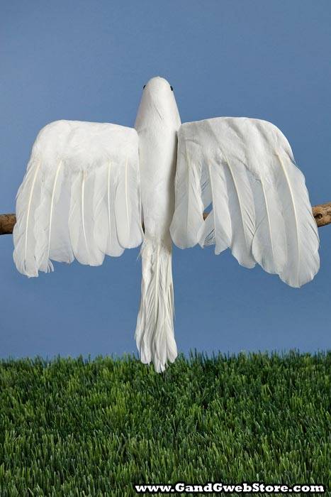 12" Feather/cotton Flying Dove White Pkg/6