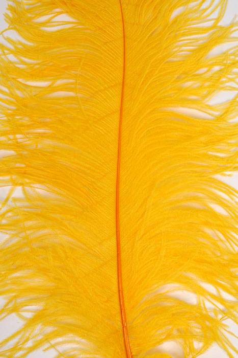 22"-26" Ostrich Feather Gold Pkg/6