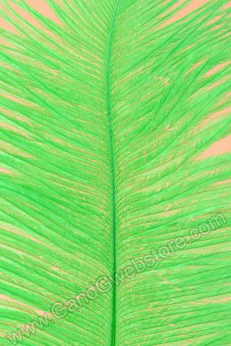 12" - 14" Ostrich Feather Kelly Green Pkg/12