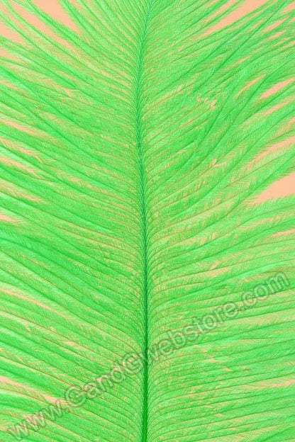 12" - 14" Ostrich Feather Kelly Green Pkg/12