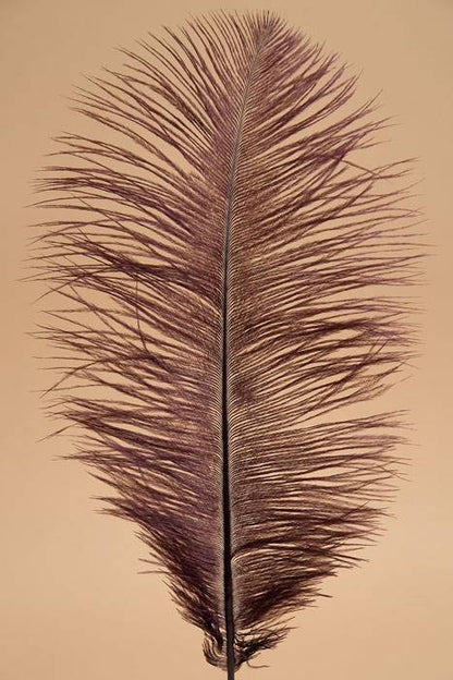 12" - 14" Ostrich Feather Wine Pkg/12