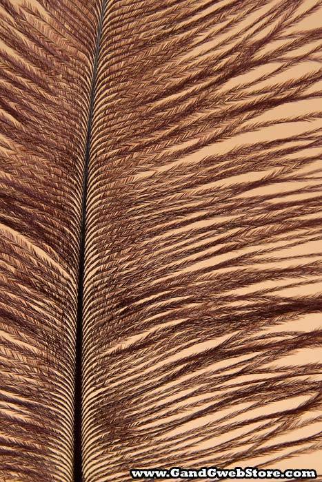 12" - 14" Ostrich Feather Wine Pkg/12