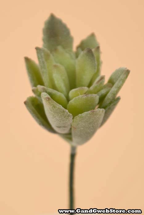 3" Baby Agave Pick Green