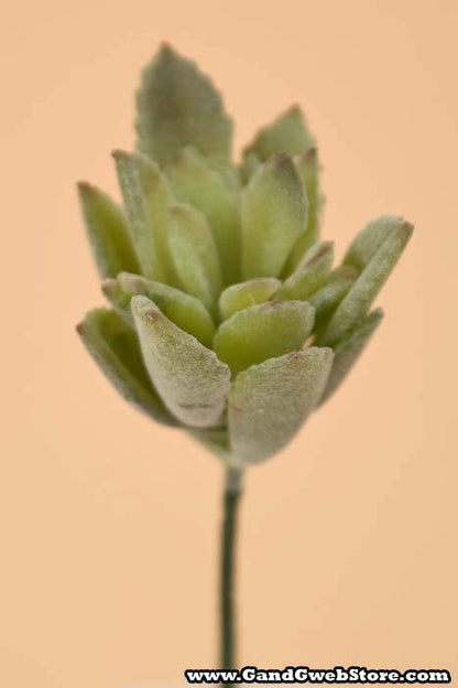 3" Baby Agave Pick Green