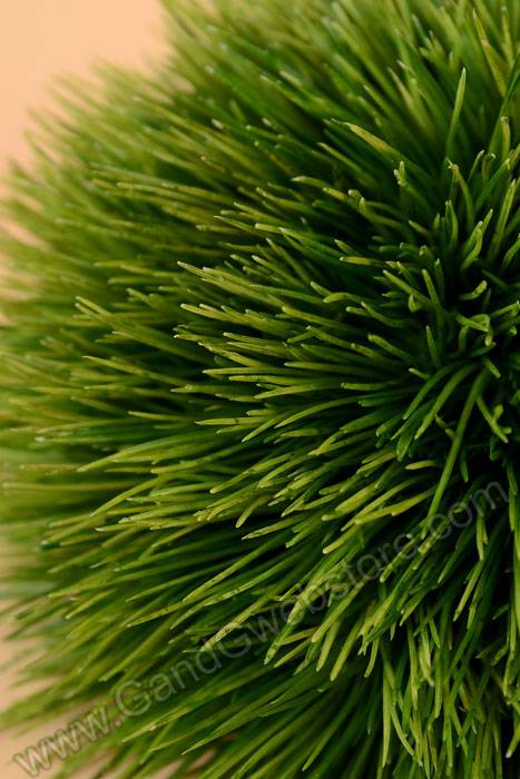 4" X 7" Pine Grass Dome Green