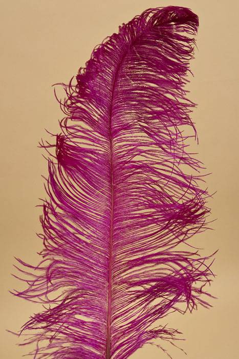 18&quot;-22&quot; Ostrich Feather Fuchsia Pkg/12
