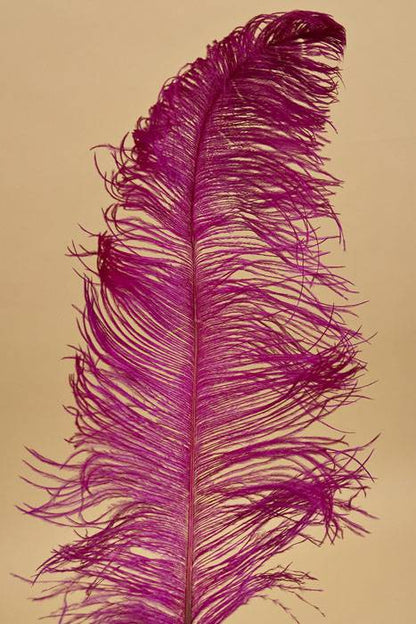 18"- 22" Single Ostrich Feather Fuchsia