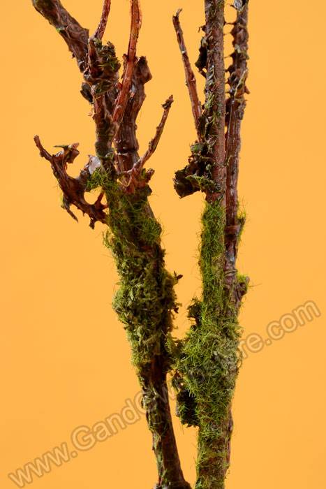 45" Mossy Branch Green