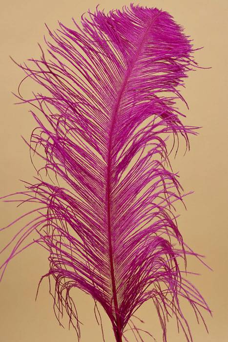 14"-16" Ostrich Feather Fushia Pkg/12