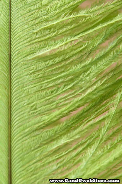 14"-16" Single Ostrich Feather Lime Green