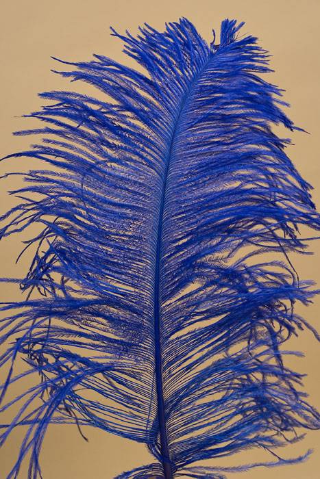 14"-16" Single Ostrich Feather Royal Blue