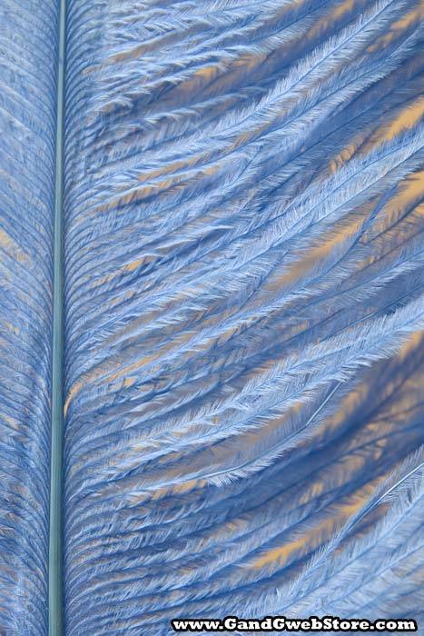 14"-16" Ostrich Feather Lt.blue Pkg/12