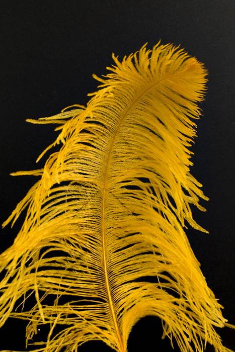 14&quot;-16&quot; Ostrich Feather Gold Pkg/12