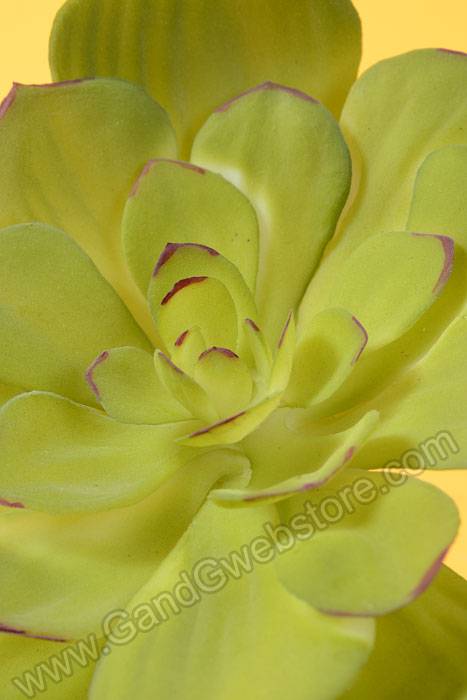 6" Flocked Echeveria Moss Green