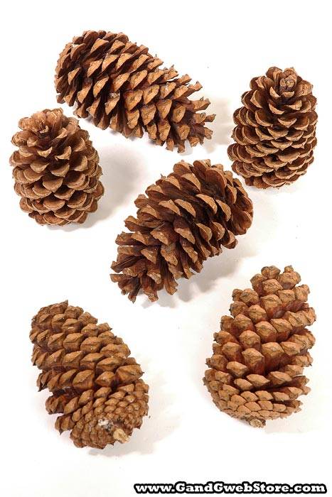 2.5-4&quot; Medium Pine Cones Natural (~15-20 pcs)