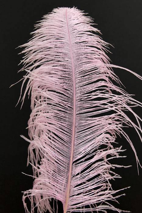 14&quot;-16&quot; Ostrich Feather Hot Pink Pkg/12