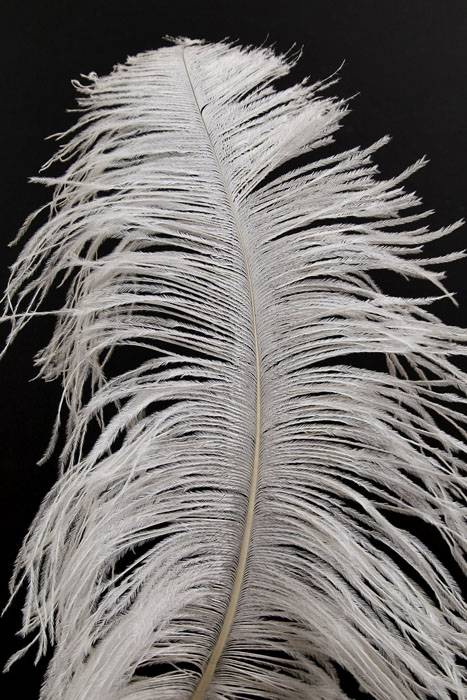 18&quot;-22&quot; Ostrich Feather White Pkg/12