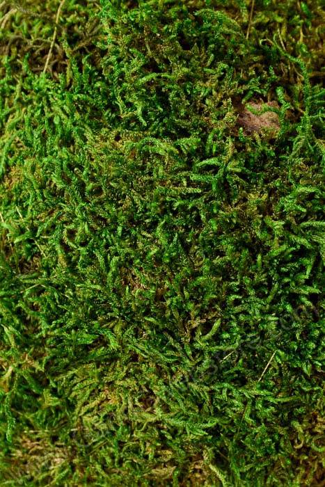 12&quot; Moss Balls Sphere