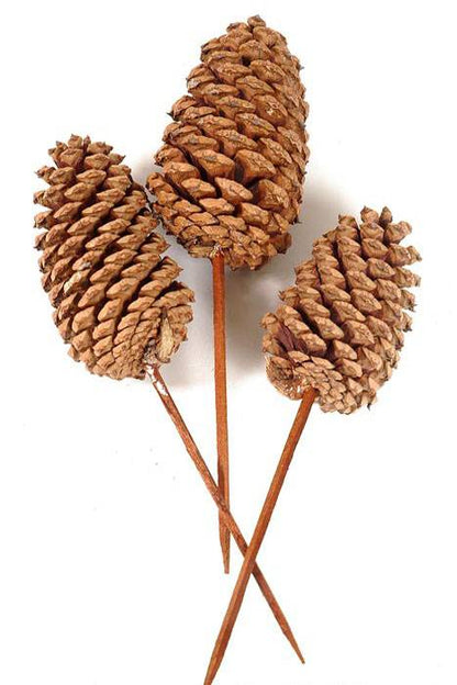 Medium Cone W/pick Natural Box/100