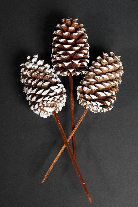 White Tips Medium Cone W/pick Natural/white Box/100