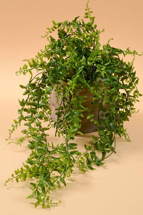 25" Buckler Fern Bush Green