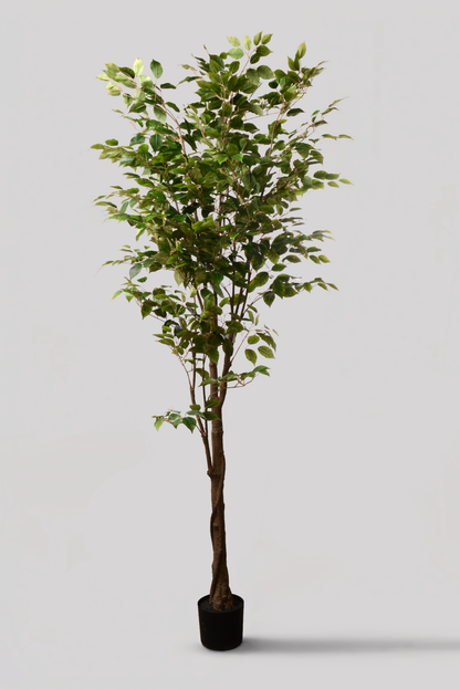 7Ft Artificial Kd Ptd Uv Treat Ficus Tree Tt/Green