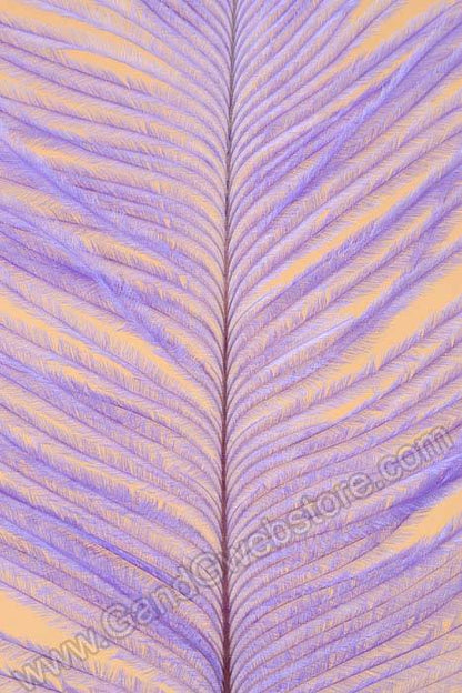 12" - 14" Ostrich Feather Lavender Pkg/12