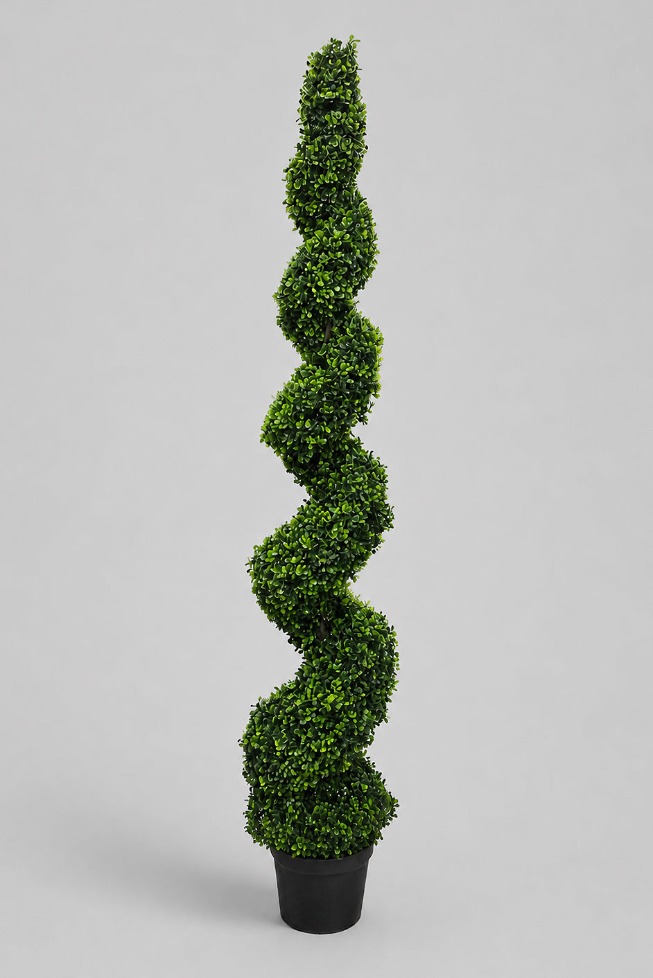 6Ft  Pond Boxwood Spiral Topiary in pot Green