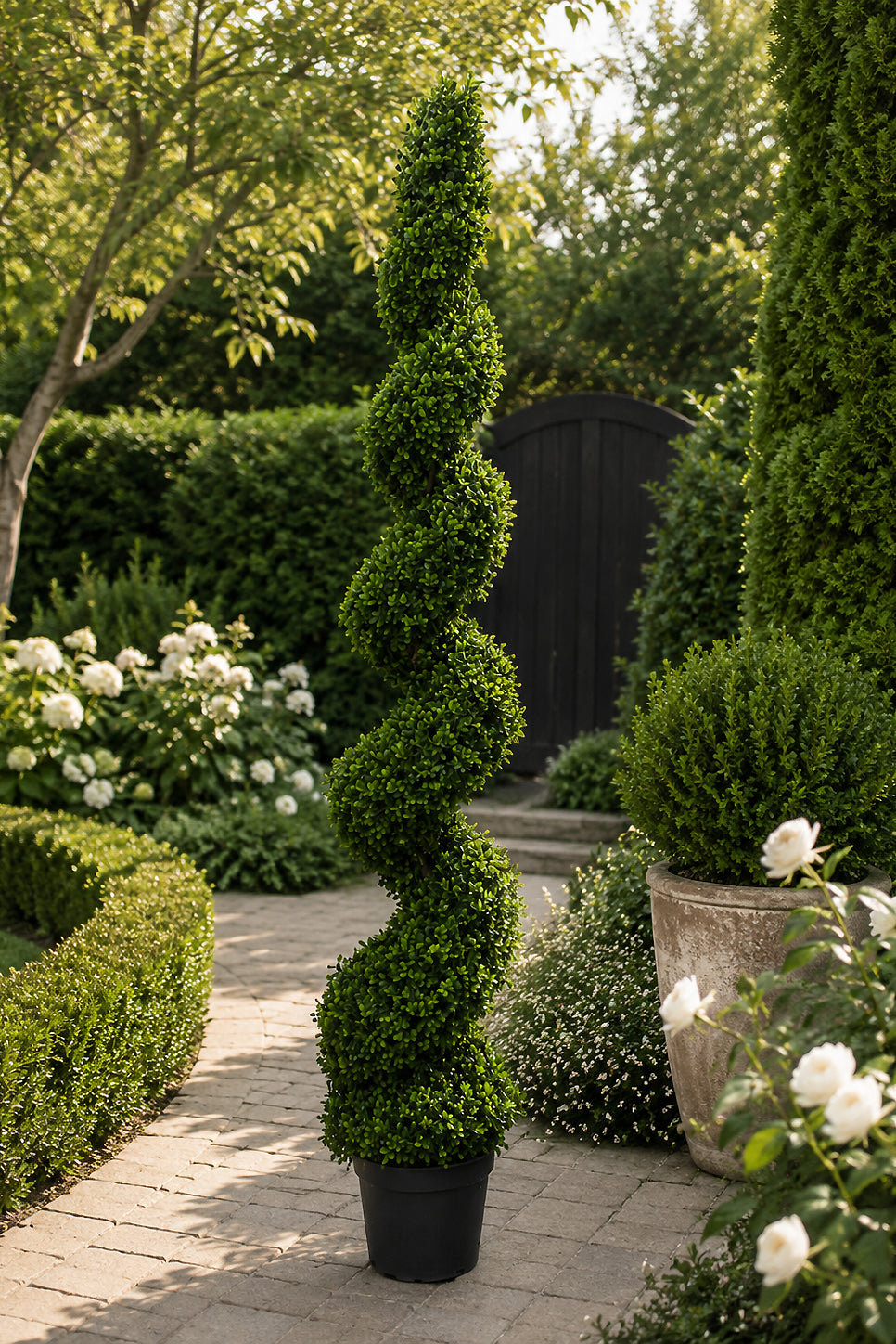 6Ft  Pond Boxwood Spiral Topiary in pot Green