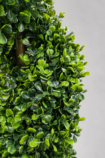 6Ft  Pond Boxwood Spiral Topiary in pot Green