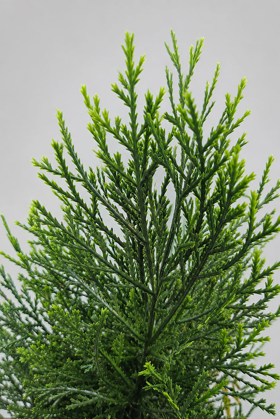 48" Uv Protected Cedar Topiary In Pot Green