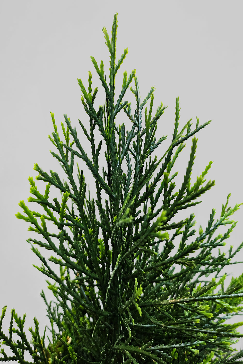 60" Uv Protected Cedar Topiary In Pot Green
