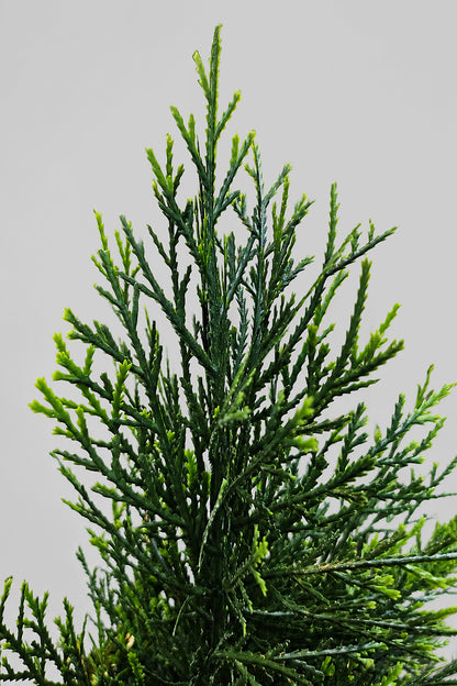 60" Uv Protected Cedar Topiary In Pot Green