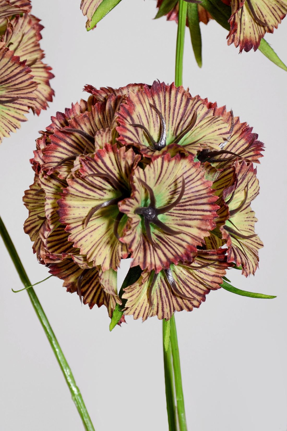 32" Silk Scabiosa Spray Green/Burgundy