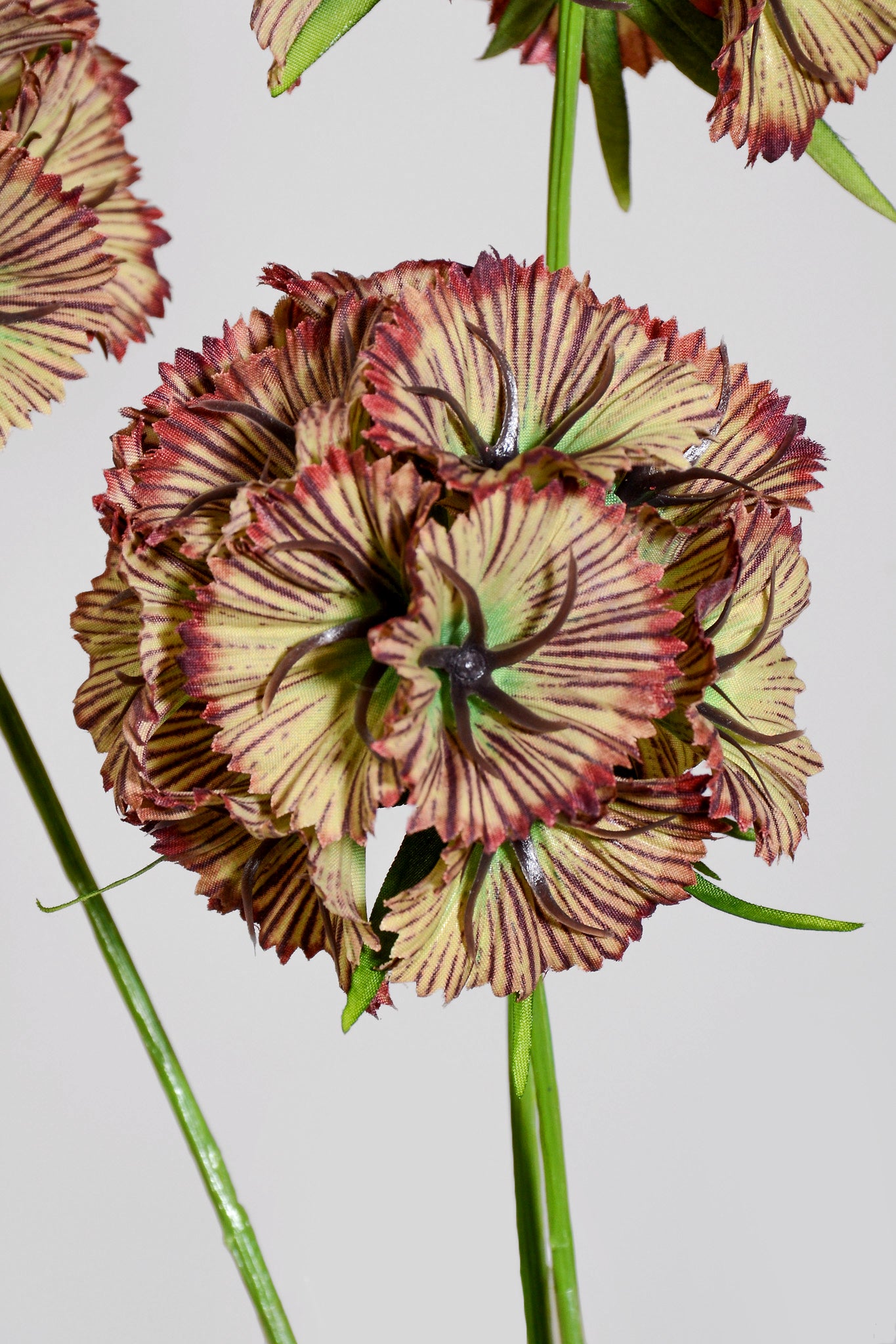 32" Silk Scabiosa Spray Green/Burgundy