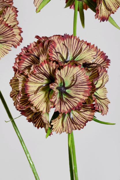 32" Silk Scabiosa Spray Green/Burgundy