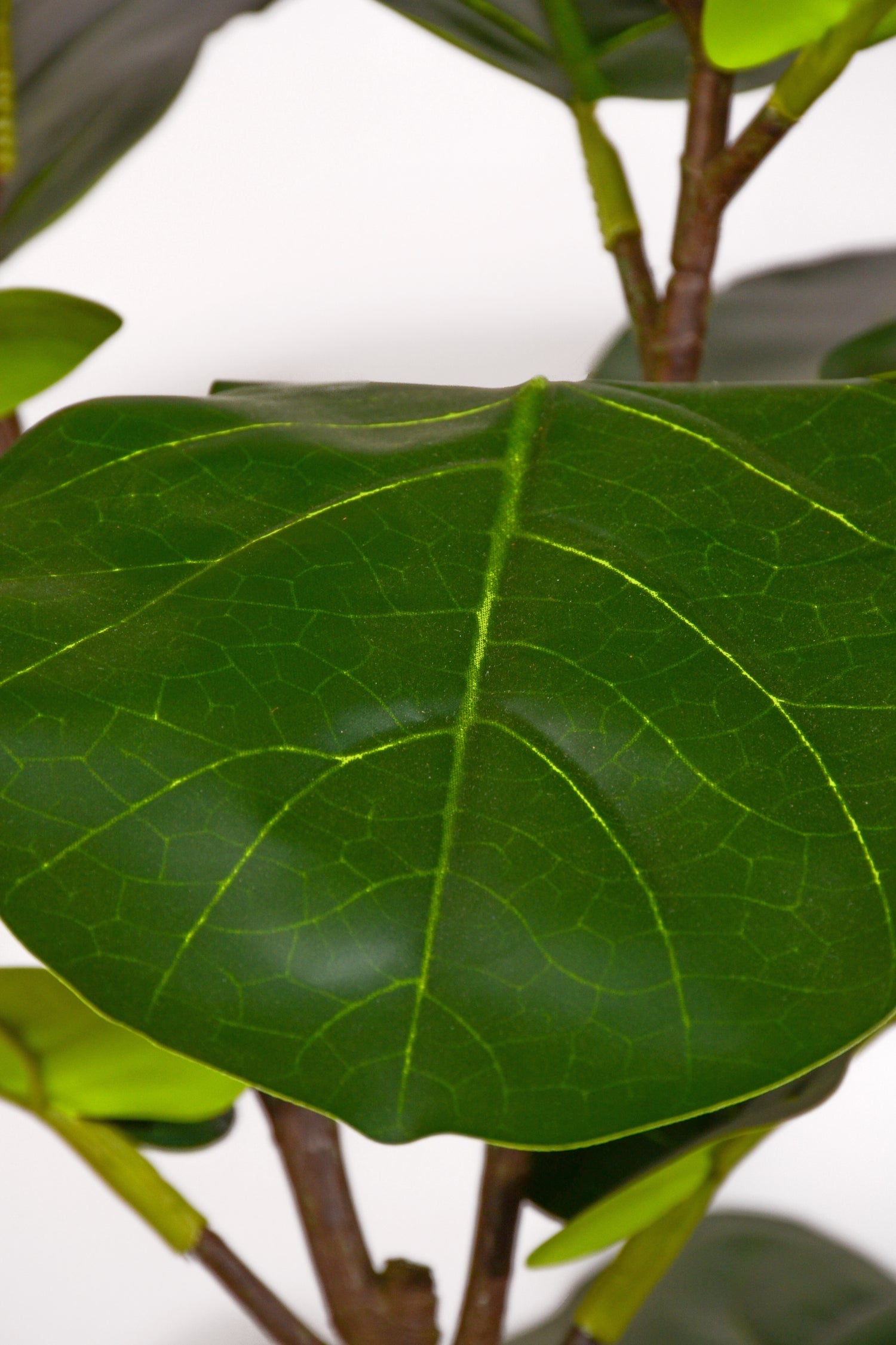 70" Fiddle Leaf Tree In Pot Green