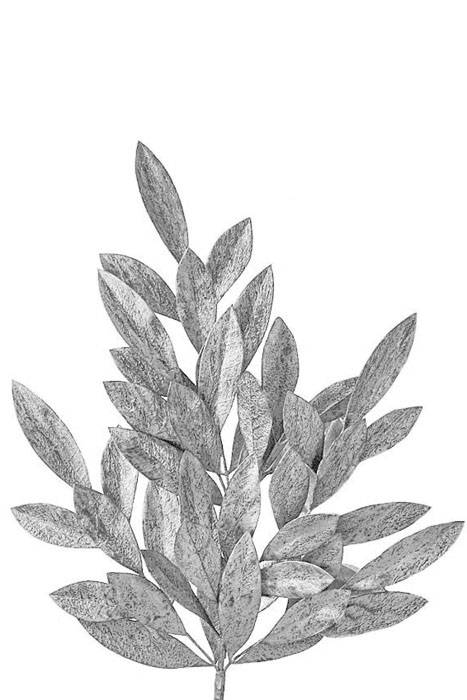 24" Plastic Platinum Bay Leaf Spray Silver Pkg/4